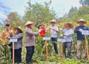Wujud Dukungan Ketahanan Pangan, Polresta Bukittinggi Hadiri Panen Perdana Jagung di Baso